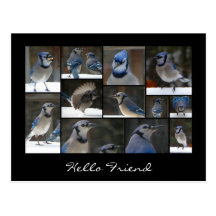 Blaue Jay-Collagen-Postkarte