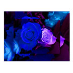 Blaue lila Rose Postkarten