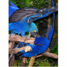 Blaue Macawpapageien, die Fotografiebild kämpfen Photo Skulptur