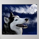 Blaue mit Augen alaskische Schlittenhund-Drucke Posterdruck