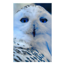 Blaue mit Augen Schneeeule Personalisiertes Druckpapier