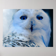 Blaue mit Augen Schneeeule Plakate