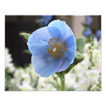 Blaue Mohnblume 14" x 11" Foto-Druck