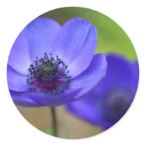 Blaue Mohnblumen-Blumen aufkleber