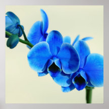 Blaue Orchidee Posterdrucke