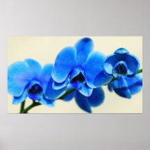 Blaue Orchideen Plakatdruck