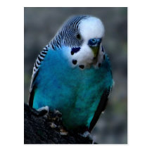 blaue Parakeetpostkarte