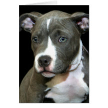 Blaue Pitbull Welpen-Grußkarte