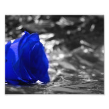 Blaue Rose auf links silbernem Seitenhintergrund Fotografischer Druck