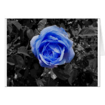 Blaue Rose Grußkarte