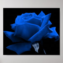 Blaue Rose Plakatdruck