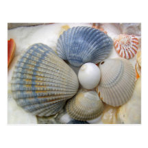 Blaue Seashell-Fotografie-Postkarten