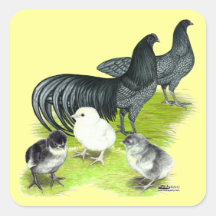 Blaue Sumatra-Familie Quadratsticker