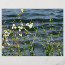 Blaue Teichrückseite der weißen Stämme der Blumen  Vollfarbige Flyer