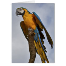 Blaue und gelbe Macaw-Karte