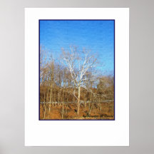 Blauer Himmel, weiße Baum-Kunst-Fotografie Plakat