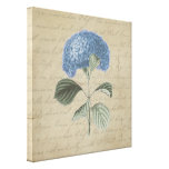 Blauer Hydrangea auf Vintager Kalligraphie Gespannter Galerie Druck