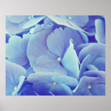 Blauer Hydrangea Plakat