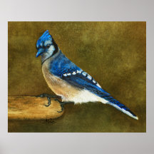 Blauer Jay-Druck Poster