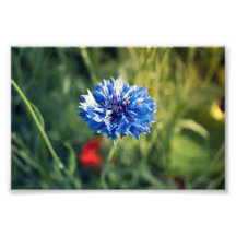 Blauer Knopf Fotografischer Druck