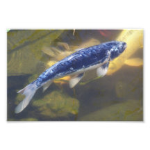 Blauer koi Druck Fotografie