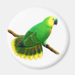 Blauer konfrontierter Amazonas-Papageien-Magnet Magnete