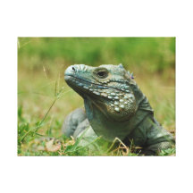 Blauer Leguan Galerie Faltleinwand