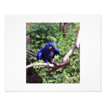 Blauer McCaw Photodruck