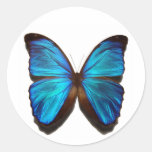 Blauer Morpho Schmetterling Sticker