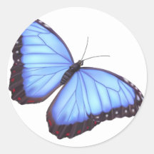 Blauer morpho Schmetterling Stickers