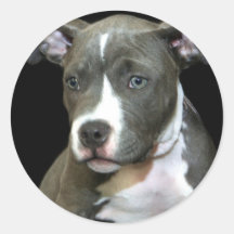 Blauer Pitbull Welpe Runder Aufkleber