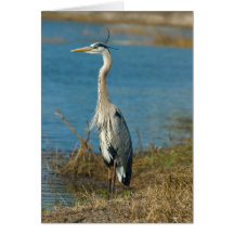 Blauer Reiher an der Teich-Karte