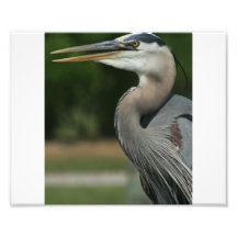 Blauer Reiher Fotodruck