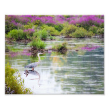 Blauer Reiher im Druck des Sumpfs 8x10 Kunst Fotos