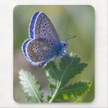 blauer Schmetterling Mauspads