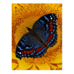 Blauer Schmetterling und die Sonnenblume Postkarte