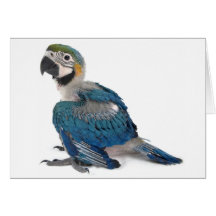 Blauer und gelber Macaw Grußkarte
