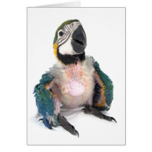 Blauer und gelber Macaw Karten