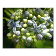 Blauer und SahneBlumen-Foto-Druck