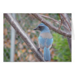 Blauer Vogel Karten
