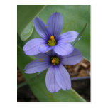 Blaues Augen-Gras ~ Postkarte