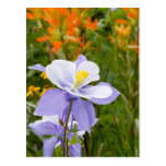 Blaues Columbine Postkarten