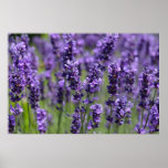 blaues Feld Plakatdruck