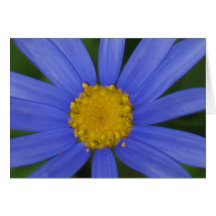 Blaues Gänseblümchen Karte