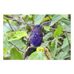 Blaues Kolibri-Foto