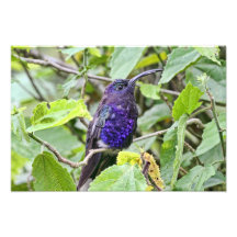 Blaues Kolibri-Foto
