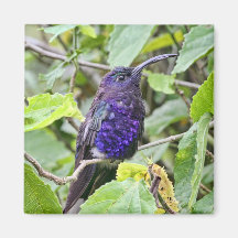 Blaues Kolibri-Foto Kühlschrankmagnete