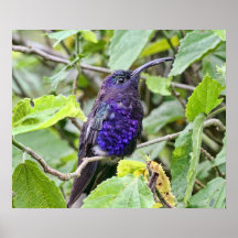 Blaues Kolibri-Foto Poster
