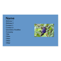 Blaues Kolibri-Foto Visitenkarte