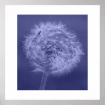 Blaues Löwenzahn-Plakat/Druck
